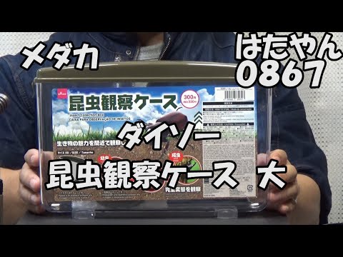 ダイソー　昆虫観察ケース　大　３３０円　幅31.5cm・高さ21cm・奥行き4.5cm　メダカの横見に最適？ちょっと大きい。（再放送　はたやんドットコムメダカ）