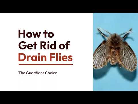 4 Ways to Get Rid of Drain Flies | How to Get Rid of Drain Flies | The Guardians Choice