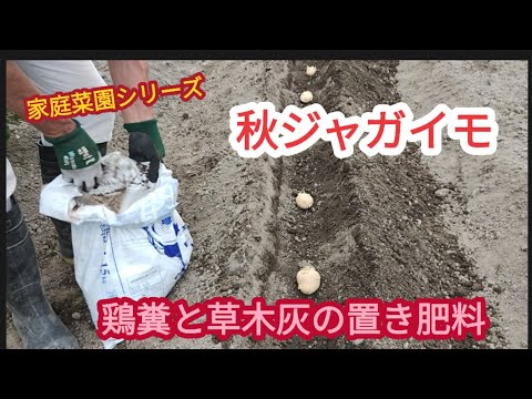 【秋ジャガイモ】リンの鶏糞とカリの草木灰を沢山置いて栽培【家庭菜園シリーズ】