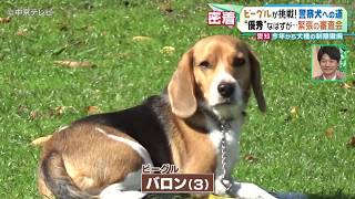 【ビーグルが挑戦！警察犬への道】“優秀”なはずが…緊張の審査会　愛知