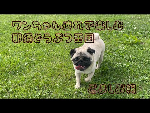 ワンちゃん連れで楽しむ「那須どうぶつ王国🐶」