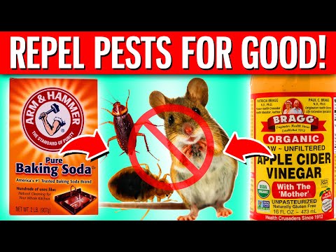 10 BEST Ways To Use Apple Cider Vinegar & Baking Soda To Repel Pests From Home