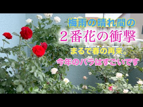 【バラ２番花】６月１８日の２階ベランダ、咲き揃ってまさかの２度目の春到来？今年は何だか凄いです。