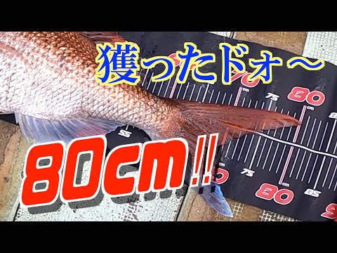 【真鯛】止まらないドラグ！時々ズレる針にヒヤリしつつ、待望のハチマル、GET！