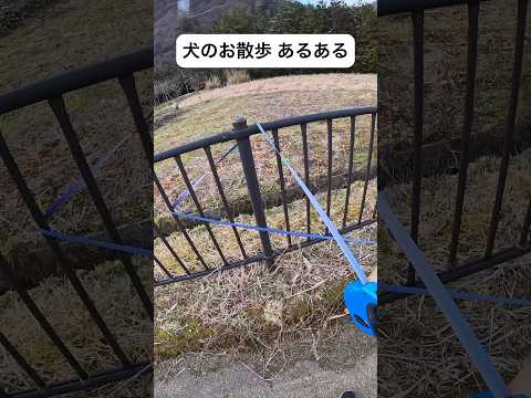 犬のお散歩 あるある