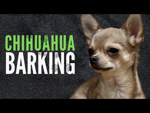 Chihuahua Barking Sound Effects | 60 Minutes