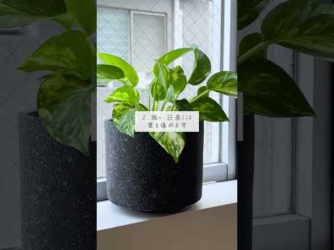 🍀初心者向け！観葉植物の葉にシワができる原因🍀【☘Life with Houseplant】9-9