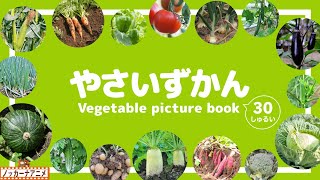 【やさい図鑑】畑の新鮮な野菜がずらり30種！知育アニメ【赤ちゃん・子供向け】Vegetable  picture book for kids