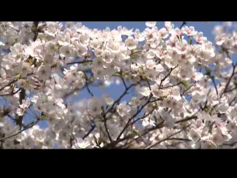 「瀬戸内の美」津山城(鶴山公園)