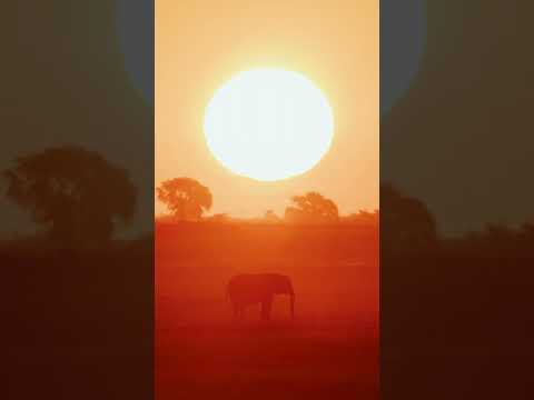 Sunset with elephants and zebras #chobe #elephant #zebra