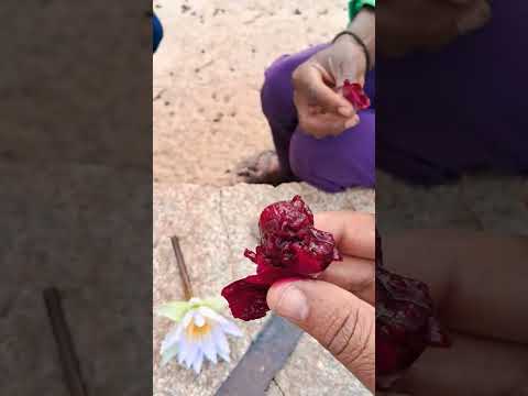 #fruit cutting #fruitcutting #satisfying #fruitlover #cactus #cactusfruit #naturalfruit #fruits