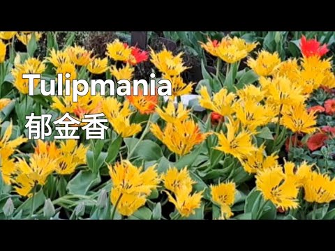 Tulipmania～Gardens by the Bay/郁金香展～滨海湾花园