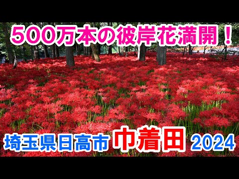 【4K】[VLOG] 500万本の彼岸花満開！＠巾着田2024