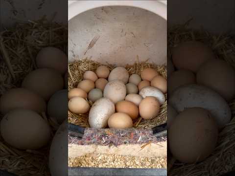 Collecting the eggs after forgetting for a day #shorts #farm #chickens #eggs #animals #cool