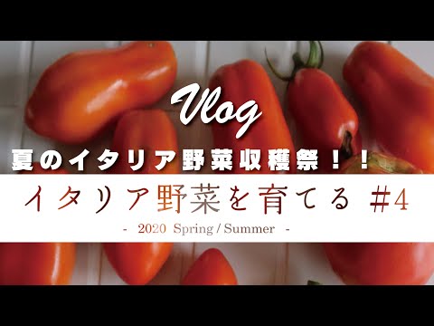 #4 夏のイタリア野菜収穫祭！【イタリア野菜を育てる】