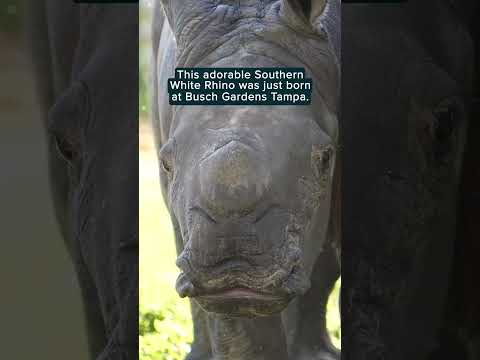 New baby rhino rivals the cuteness of viral pygmy hippo Moo Deng | Humankind #shorts #goodnews