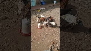 free range chicken | kienyeji chicken | urban farming