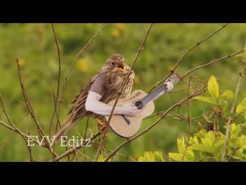 #funnyvideos #Birds #engaveetuvaayaadi #evveditz                            Funny Bird's