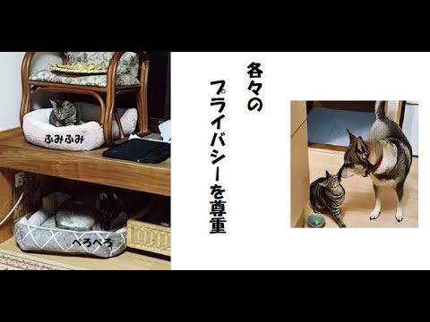 犬と猫の2世帯住宅