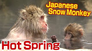 【SNOW MONKEY】「スノーモンキー」外国人観光客回復 　コロナ禍前の8割に「うれしい悲鳴」　インバウンドに期待