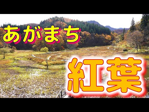 ⭐あがまち　紅葉紹介