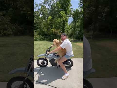 DIRTBIKE MARLEY😂🐶 #goldenretriever #countrymusic #shorts