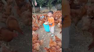 Rural children, novice chicken farmers, rural free-range chickens, free-range chickens #114