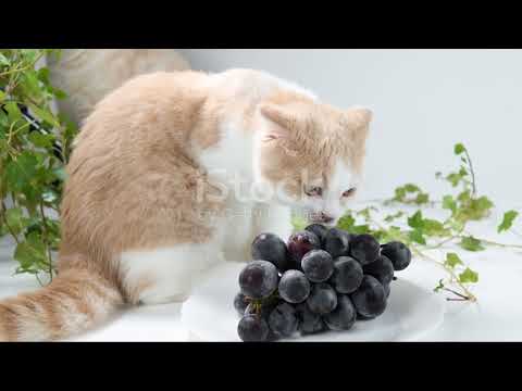 Harmful Foods for Cats: Essential Tips from a Loving Owner