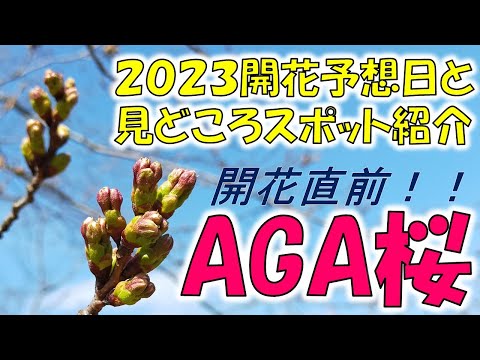 ⭐【開花予想！】２０２３年AGA桜スポットと開花情報！