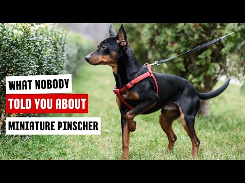 Is the Miniature Pinscher Right for You?