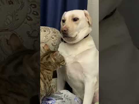 Dogs Realizing Cats Own the House!