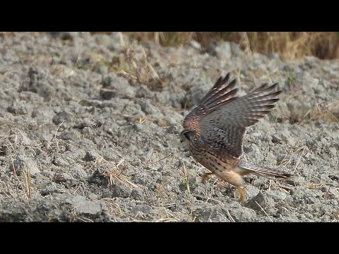 崁頂鄉的紅隼Falco tinnunculus   （2024 09 18）