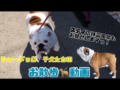 【ブルドッグ】【フレンチブルドッグ】#509 ショードッグと子犬のお散歩動画！マナー入れもお見せします！#イーストジャパン小山#ブリーダー #子犬販売 #埼玉県