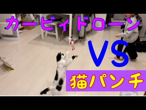 【カービィドローン試運転】猫パンチねこジャンプ炸裂　#猫動画 #ねこのいる暮らし #猫のいる生活 #ドローン #カービィ #猫 #ねこぱんち