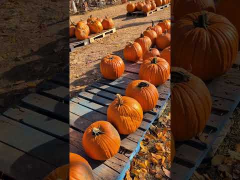 this is your sign to visit a pumpkin patch 🎃 #halloween2024 #pumpkinpicking