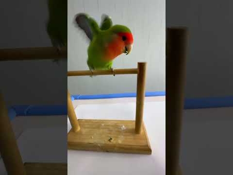 Bird Training : Smart lovebird Parrot | Smart Little Cute Parrot  #training #smartparrot #cute