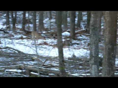 Deer eating tree tops