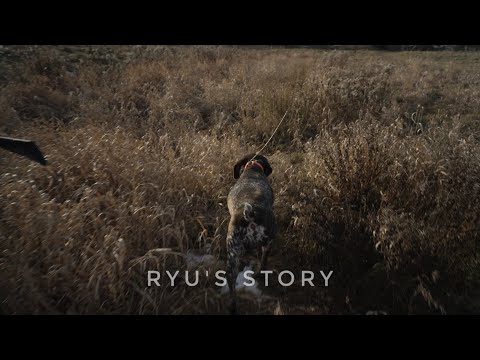 Ryu's Story - Ryu's Upland Hunting Injury 2023