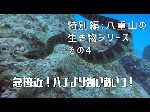 【特別編：八重山の生き物シリーズ その④】〜急接近 ! ハブより強いあいつ ! 〜