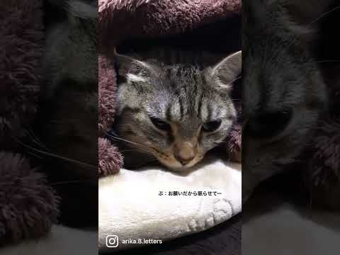 【盗撮から逃がれる猫】猫の寝顔