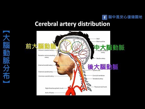 風情萬種腦中風，單元4：大腦中風介紹 (上)