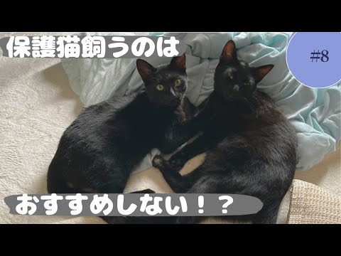 これから猫を飼おうと考えている方へ、保護猫を飼っている私の考えをお伝えします。