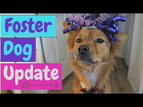 My Foster Dog's 3 Month Update | How Is She Doing?!