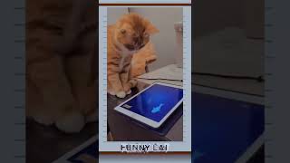 funny cat #shorts #djtiktok2022 #short