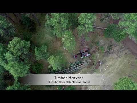 Timber Harvest - Black Hills National Forest