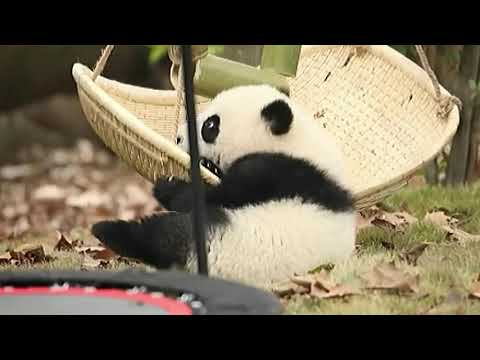 ブランコで遊んでいるレッサーパンダ-1
Little panda playing on the swing-1