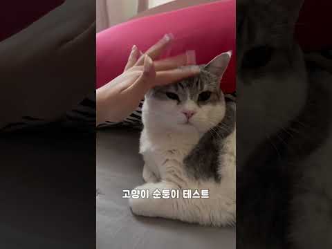 고양이 순둥이 테스트 #shorts