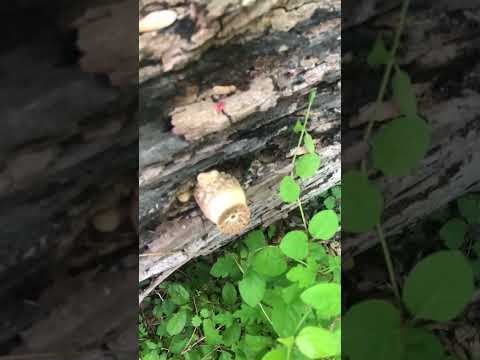 Polyporus Squamosus (Saddle back) #mushroomidentification #mycology #wildmushrooms