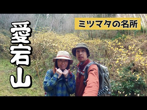 【愛宕山 (兵庫県丹波篠山市)】山の中腹にミツマタの群生地！！この時期ならではのお花見登山でした。／Mt.Atago (Tamba Sasayama City, Hyogo Prefecture)