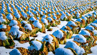 How Japanese Farmer Harvest Cabbage Under Snow - Snow Vegetable Farming - Cabbage, Carrot, Radish